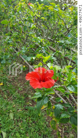 沖繩芙蓉 沖繩芙蓉 49677471