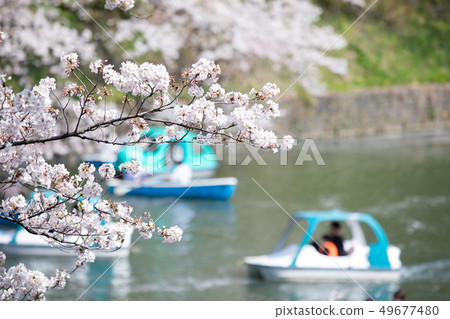 Cherry blossoms and boats at Chidorigafuchi Cherry blossoms and boats at Chidorigafuchi 49677480