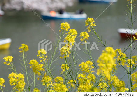 Chidorigafuchi cherry blossoms and rape blossoms and boat Chidorigafuchi cherry blossoms and rape blossoms and boat 49677482