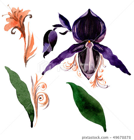 Black orchid floral botanical flowers. Watercolor background illustration set. Isolated orchid Black orchid floral botanical flowers. Watercolor background illustration set. Isolated orchid 49678878