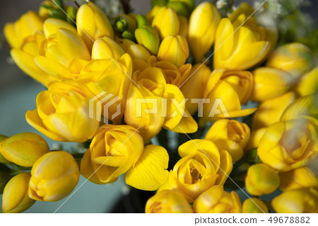 Yellow Freesia 49678882