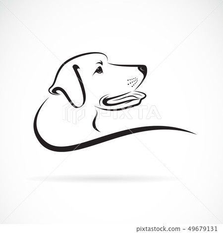 Vector of dog head(labrador) on white background. 49679131