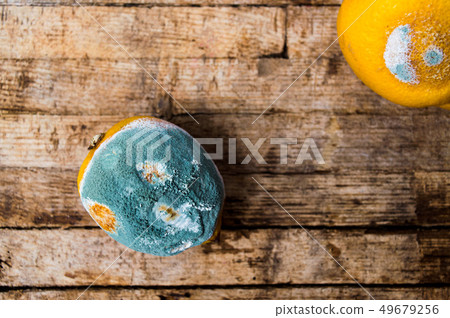 Moldy lemon fruit on a wooden table 49679256