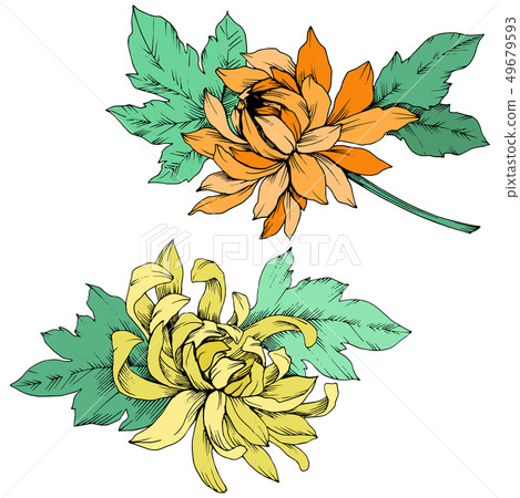 Vector Yellow and orange Chrysanthemum floral botanical flowers. Engraved ink art. Isolated flower Vector Yellow and orange Chrysanthemum floral botanical flowers. Engraved ink art. Isolated flower 49679593