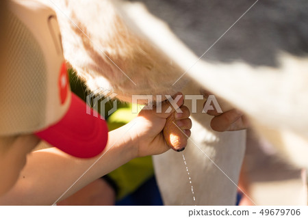 母牛的母乳喂養 49679706