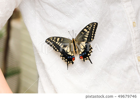 Yellow Swallowtail flying in a woman's clothes 49679746
