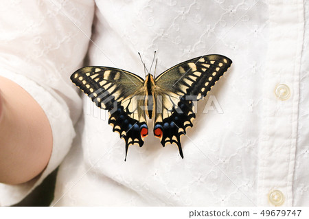 在婦女的衣裳的黃色Swallowtail飛行 49679747