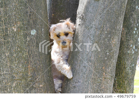 hide-and-seek 49679759