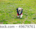 Dog holding a stick 49679761