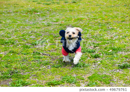 Dog holding a stick 49679761