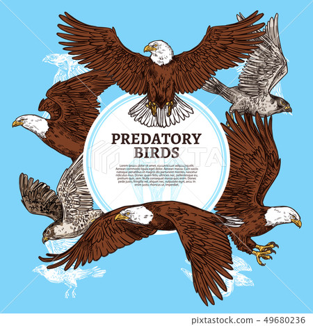 Predatory birds, sketch eagle or falcon Predatory birds, sketch eagle or falcon 49680236