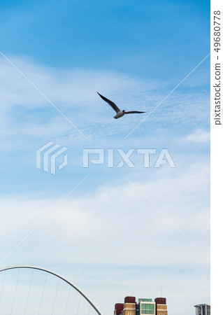 Seagull flying over river Tyne in Newcastle, UK Seagull flying over river Tyne in Newcastle, UK 49680778