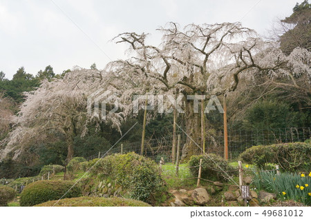 Nagakozan Shauta Temple Weeping cherry blossoms Nagakozan Shauta Temple Weeping cherry blossoms 49681012