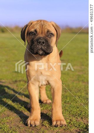 puppy Bull Mastiff puppy Bull Mastiff 49681377