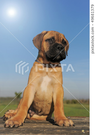 puppy Bull Mastiff puppy Bull Mastiff 49681379