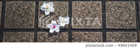 在地面上的櫻桃花瓣 49681409