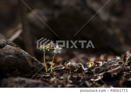 你也是 你也是 49681715