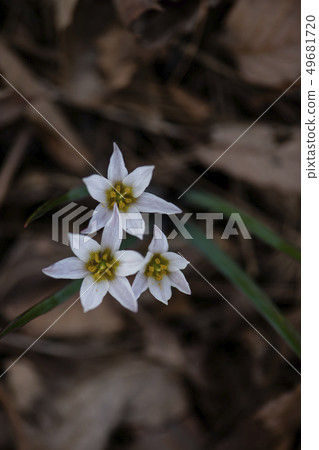 Sanjago Sanjago 49681720