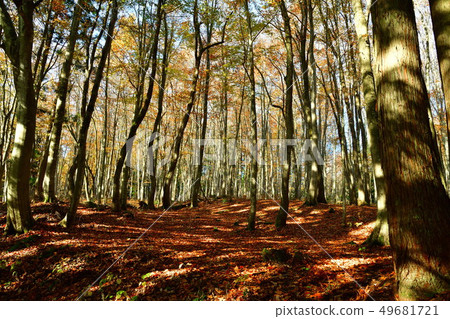 美麗的森林（新潟縣） 49681721