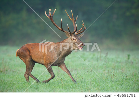 Wild red deer stag running fast with mouth open 49681791