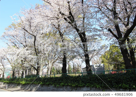 Cherry blossoms in Kochigaoka Park 49681906