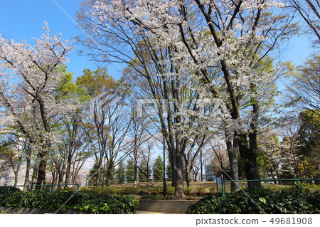 櫻花在理想的公園裡 49681908