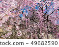 Ueda City, Nagano Prefecture Ueda Castle and Sakura 49682590