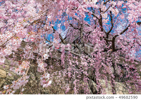 Ueda City, Nagano Prefecture Ueda Castle and Sakura Ueda City, Nagano Prefecture Ueda Castle and Sakura 49682590