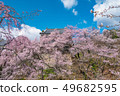 Ueda City, Nagano Prefecture Ueda Castle and Sakura 49682595