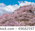 Ueda City, Nagano Prefecture Ueda Castle and Sakura 49682597