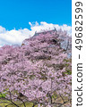 Ueda City, Nagano Prefecture Ueda Castle and Sakura 49682599