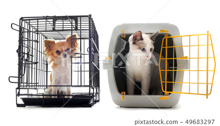 chihuahua and cat in kennel 49683297