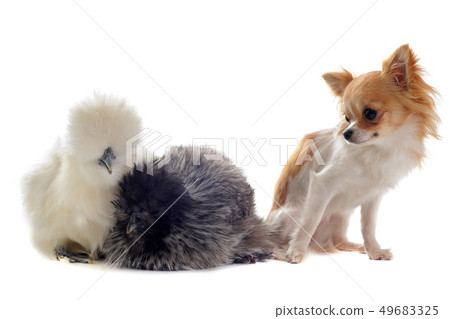 young Silkies and chihuahua young Silkies and chihuahua 49683325