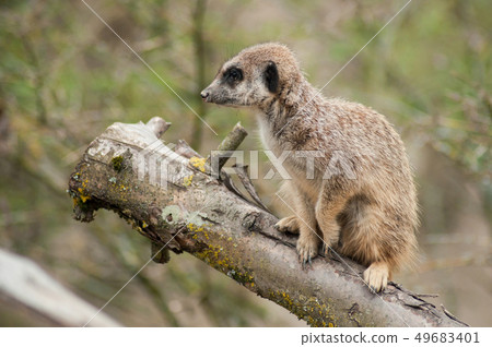 closeup of meerkat standing on branch closeup of meerkat standing on branch 49683401