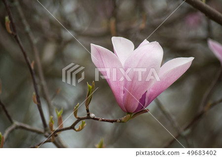 closeup of magnolia pink flowers at spring 49683402