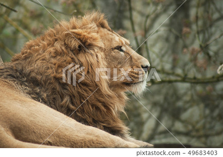 portrait of lion watching behind him portrait of lion watching behind him 49683403