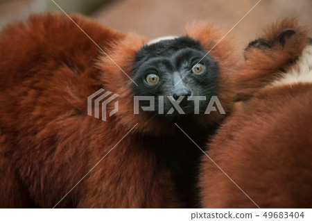 portrait of brown lemur with blue eyes 49683404