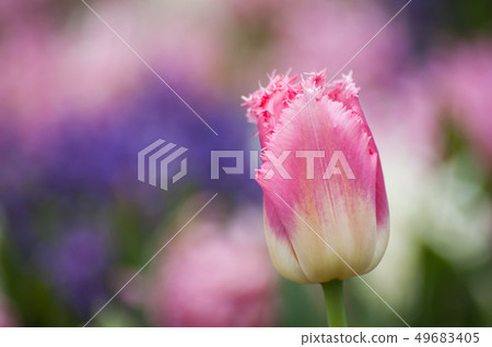 group of pink Tulips in a tulips field group of pink Tulips in a tulips field 49683405
