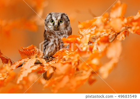 Owl hidden in the orange leaves Owl hidden in the orange leaves 49683549