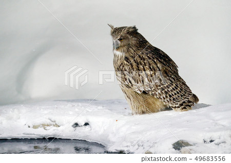 Blakiston's fish owl, Bubo blakistoni, largest owl 49683556