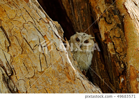 Bird from India. Fish owl sitting on tree Bird from India. Fish owl sitting on tree 49683571