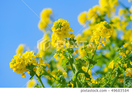 藍天和油菜花 藍天和油菜花 49683584