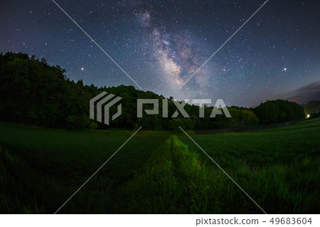 firefly and milky way  49683604