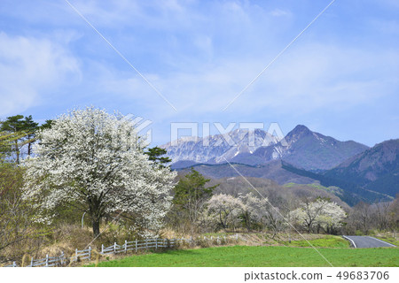 We look at Oyama from flowering mountain plateau of flower We look at Oyama from flowering mountain plateau of flower 49683706