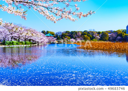 [Tokyo] Ushino Park Shinobi Pond and Sakura 49683746