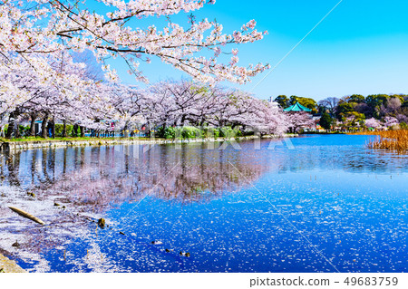 [Tokyo] Ushino Park Shinobi Pond and Sakura 49683759