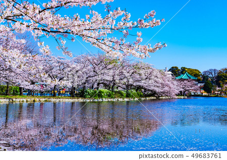 [東京] Ushino Park Shinobi Pond和Sakura 49683761
