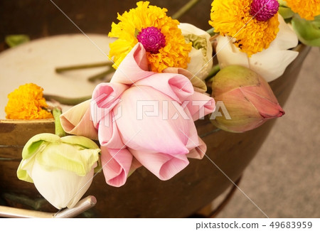 Buddhist Putting Lotuses and Marigold Flowers 49683959
