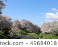 Cherry blossoms in Sagami Mikawa Park 49684018