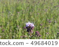 Angelia flower 49684019